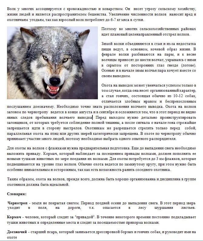 Характеристика волка. Статья про волка. Волк краткое описание. Доклад про волка.