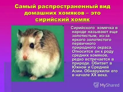 Какой тип характерен для хомяка сирийского
