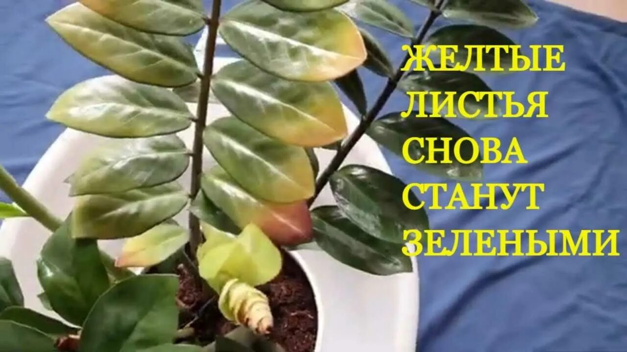 Почему сохнет замиокулькас. Цветок замиокулькас пожелтели листья. цветок замиокулькас желтеет лист. замиокулькас долларовое дерево желтеют листья. хлороз на замиокулькас.