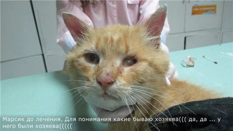 марсик и вася дзен