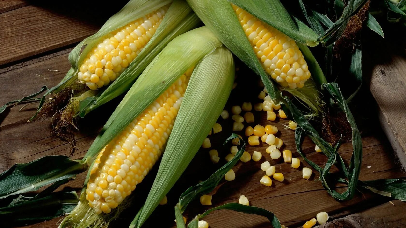 Фото кукурузы. Гибриды кукурузы Сингента. Кукуруза Делитоп. Фалькон гибрид кукурузы. Гибрид кукурузы Лидано.