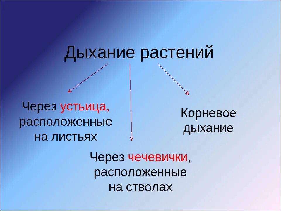 Дыхание растений. Дыхание растений презентация. Виды дыхания растений. Дыхание растений 6 класс биология. Какой процесс называют дыханием биология 6 класс