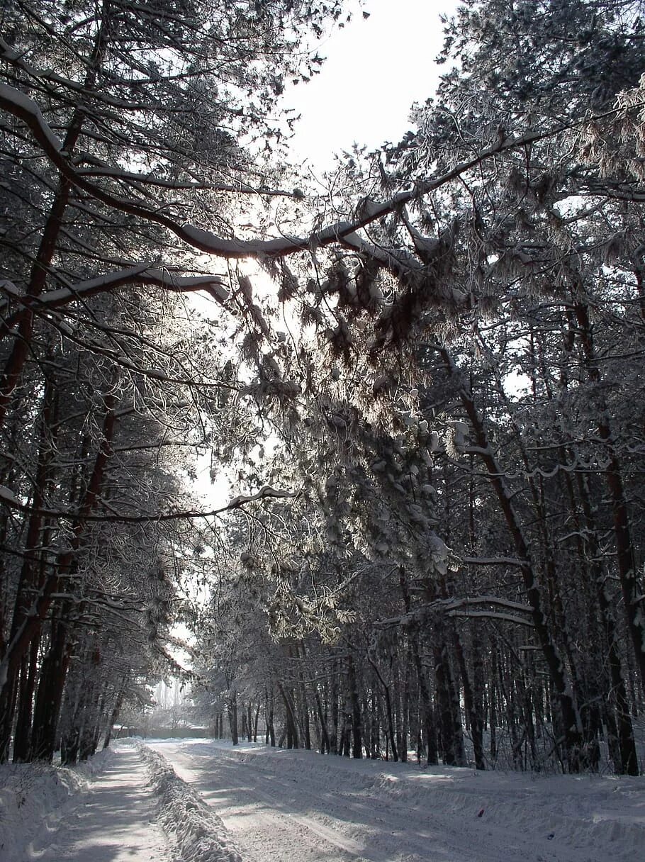 Хвойные сны. Страшный зимний лес. Арка из деревьев в зимнем лесу. Москворецкий лес в снегу. Херсона зимний лес.