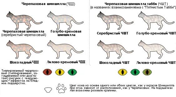 Окрасы британских шиншилл таблица. Таблица окрасов британских вислоухих кошек. Окрас табби у кошек. Схема окраса кошек. Типы окрасов кошек