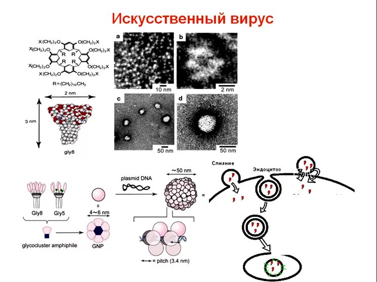 Создание искусственных вирусов. Синтетические вирусы. Коронавирус 2019 под микроскопом. Коронавирус днк. Вирус полиомиелита.