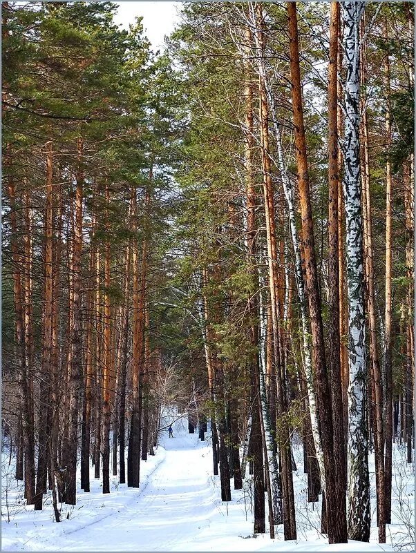 санаторий сосновый бор барнаул. ленточный бор барнаул санаторий. сосновый ленточный бор барнаул. сосновый бор санаторий зудилово. ленточный бор алтайского края.