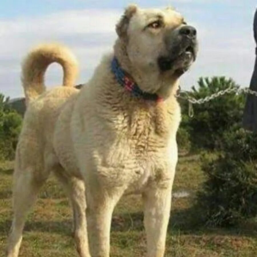 Pin oleh Alex di Х Anatolian Shepherd (Anatolian Karabash)