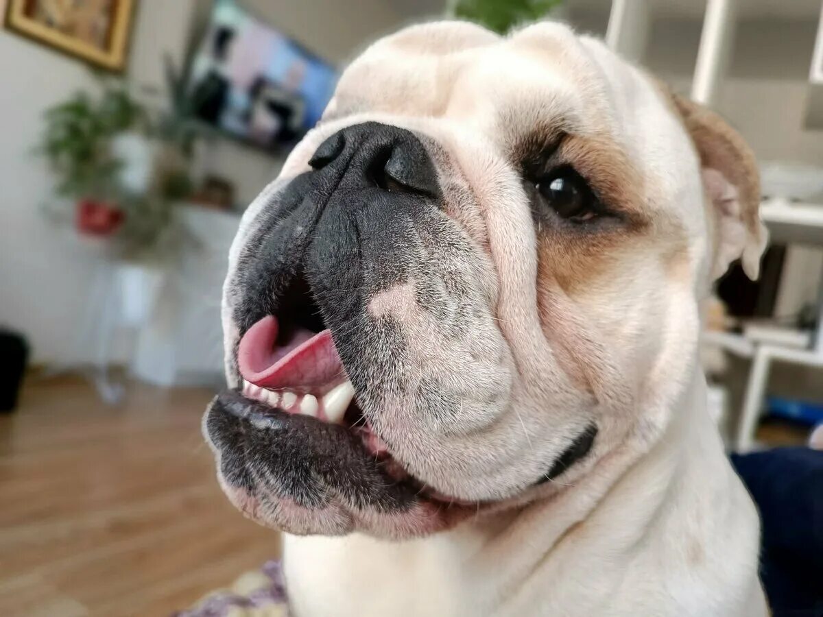 Староанглийский бульдог. Стандарт английского бульдога. Минусы английского бульдога. Бульдог и сенбернар. Английский бульдог породы собак.