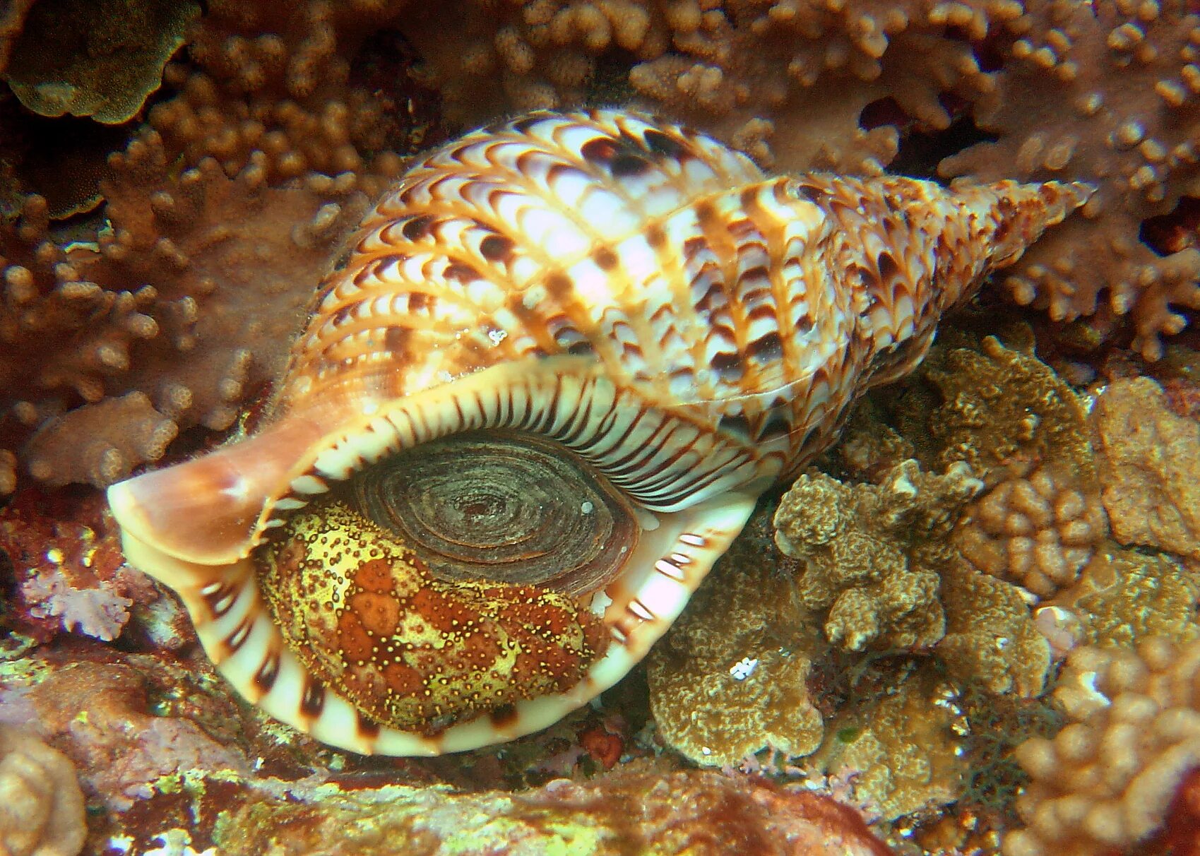 Морские брюхоногие. Charonia tritonis. Морские брюхоногие моллюски. Моллюск Харония Тритон. Брюхоногие морские улитки.