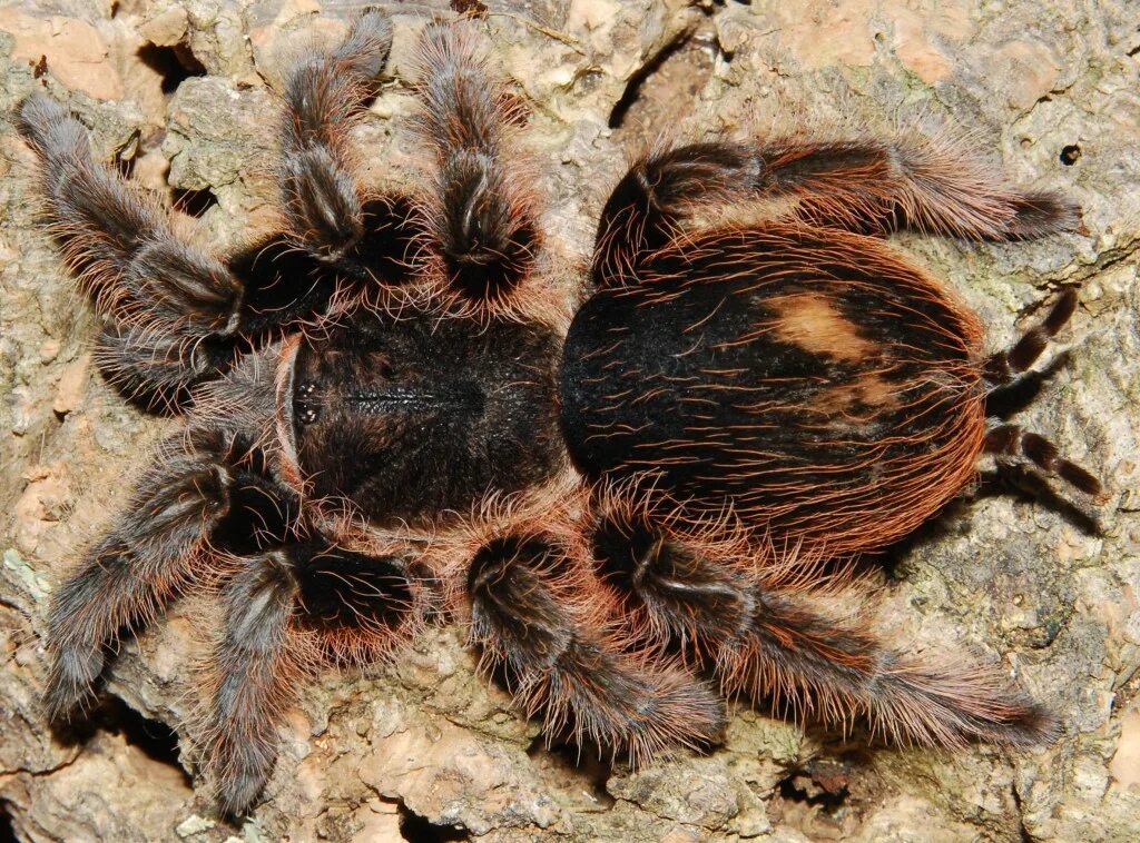 Brachypelma albopilosum. Паук brachypelma albopilosum. Брахипельма альбопилосум. Брахипельма альпобилозум. Паук птицеед брахипельма.