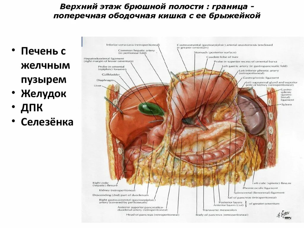 Винслово отверстие. Сумки брюшины топографическая анатомия. Этажи брюшины анатомия. Сальниковая сумка топографическая анатомия. Топографическая анатомия верхнего этажа полости живота.