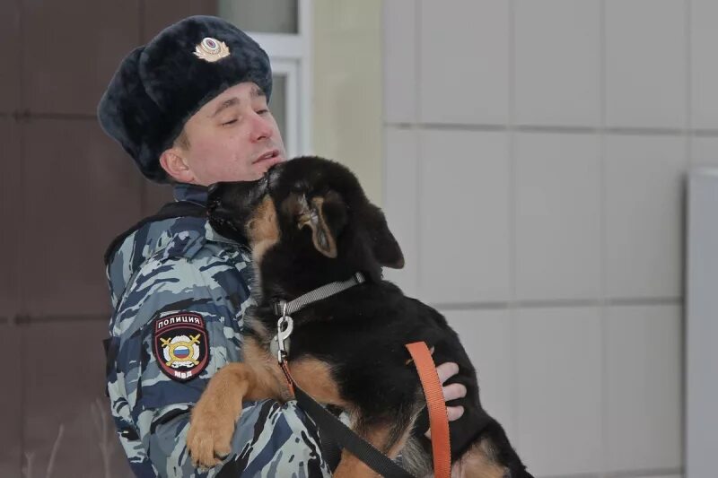 Кинолог с собакой в крокусе. Центр кинологической службы МВД Петрозаводск. Кинологическая полиция. Кинолог МВД. Служебные собаки МВД.