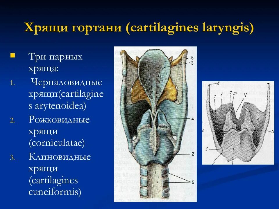 Клиновидный хрящи гортани анатомия. Строение трахеи вид спереди и сзади. Хрящевой остов гортани. Надгортанник хрящ анатомия. Дуга перстневидного хряща анатомия.