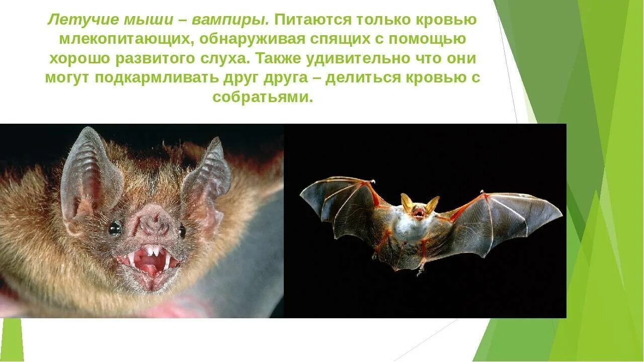 Летучая мышь фото описание