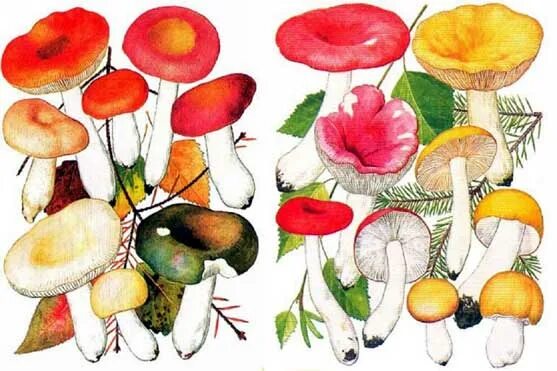 сыроежка сосновая. сыроежка гриб. мухомор лисичка сыроежка. костюм сыроежки. сыроежка киноварная.