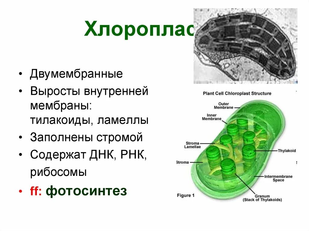 Хлоропласты имеют мембраны. Хлоропласт мембрана тилакоида. Внутренняя мембрана тилакоида хлоропласта. Внутренняя мембрана хлоропласта образует выросты. На мембранах хлоропласта в тилакоидах.