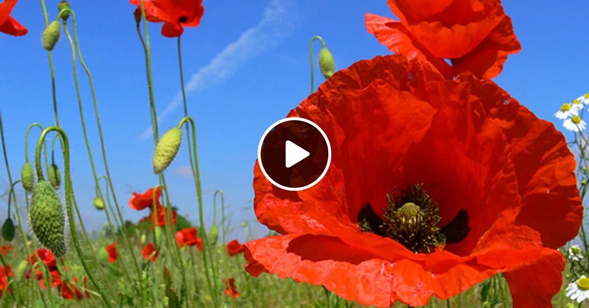 Мак миябе. Мак алый махровый. Мак ба. Папавер испанский танжерин парфайт. Мак ба.