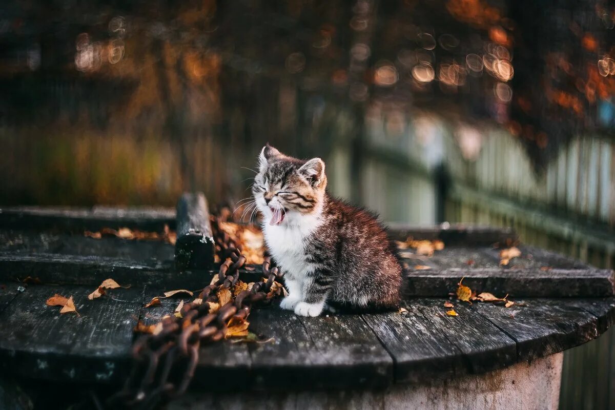 Хандра весной. Кот осень. Кошка под дождем. Осень грусть. Кот осень дождь.