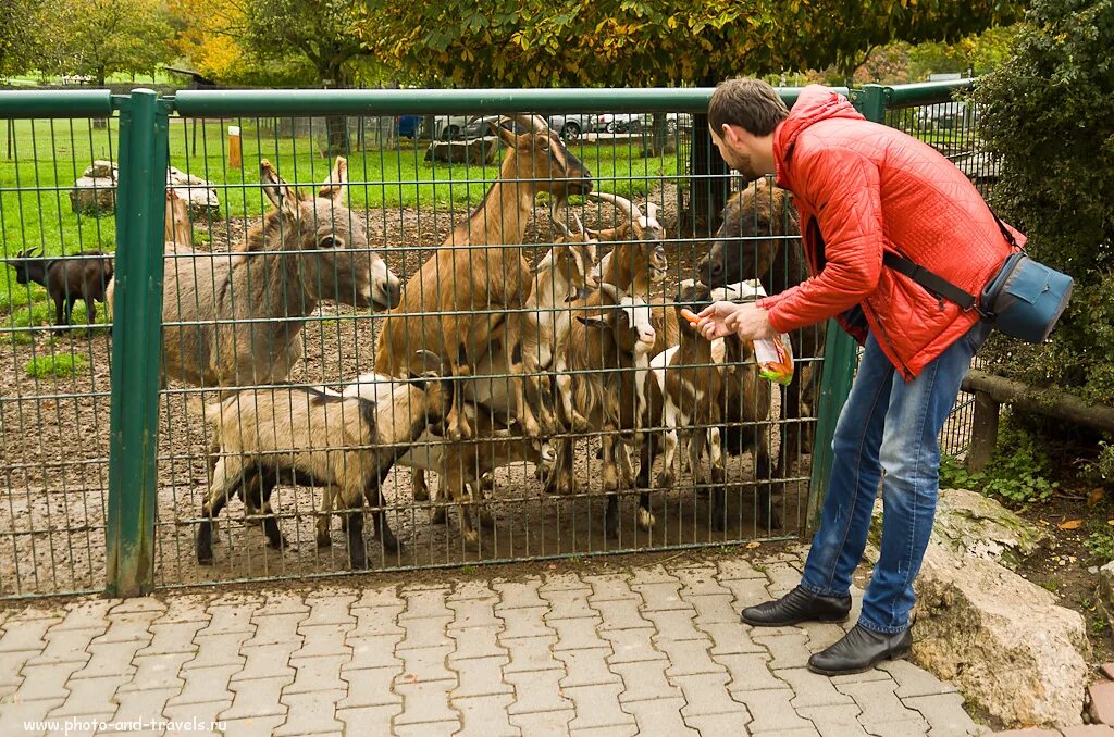 Прогулка в зоопарк. Берлинский зоопарк. Экскурсия в зоопарк. Зоопарк франкфурт на майне. Прогулка по зоопарку.