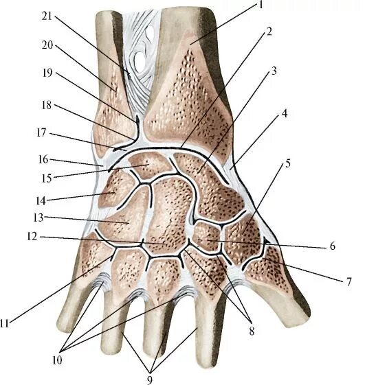 Лучезапястный сустав анатомия строение. Связки лучезапястного сустава анатомия. Строение лучезапястного сустава человека анатомия. Анатомия лучезапястного сустава и кисти. Соединения костей запястья