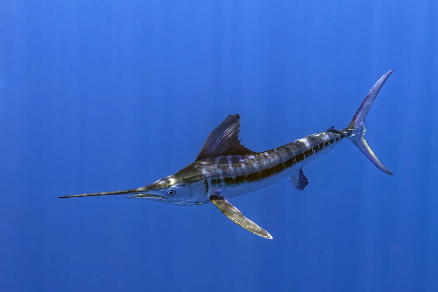 Marlin h