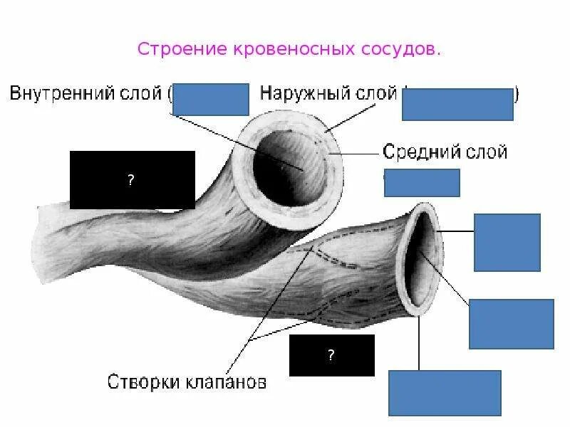 Средний слой артерий состоит