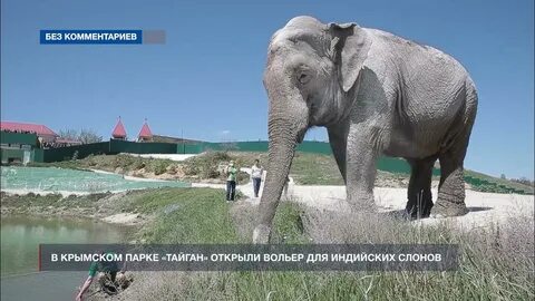 Слоны в крыму