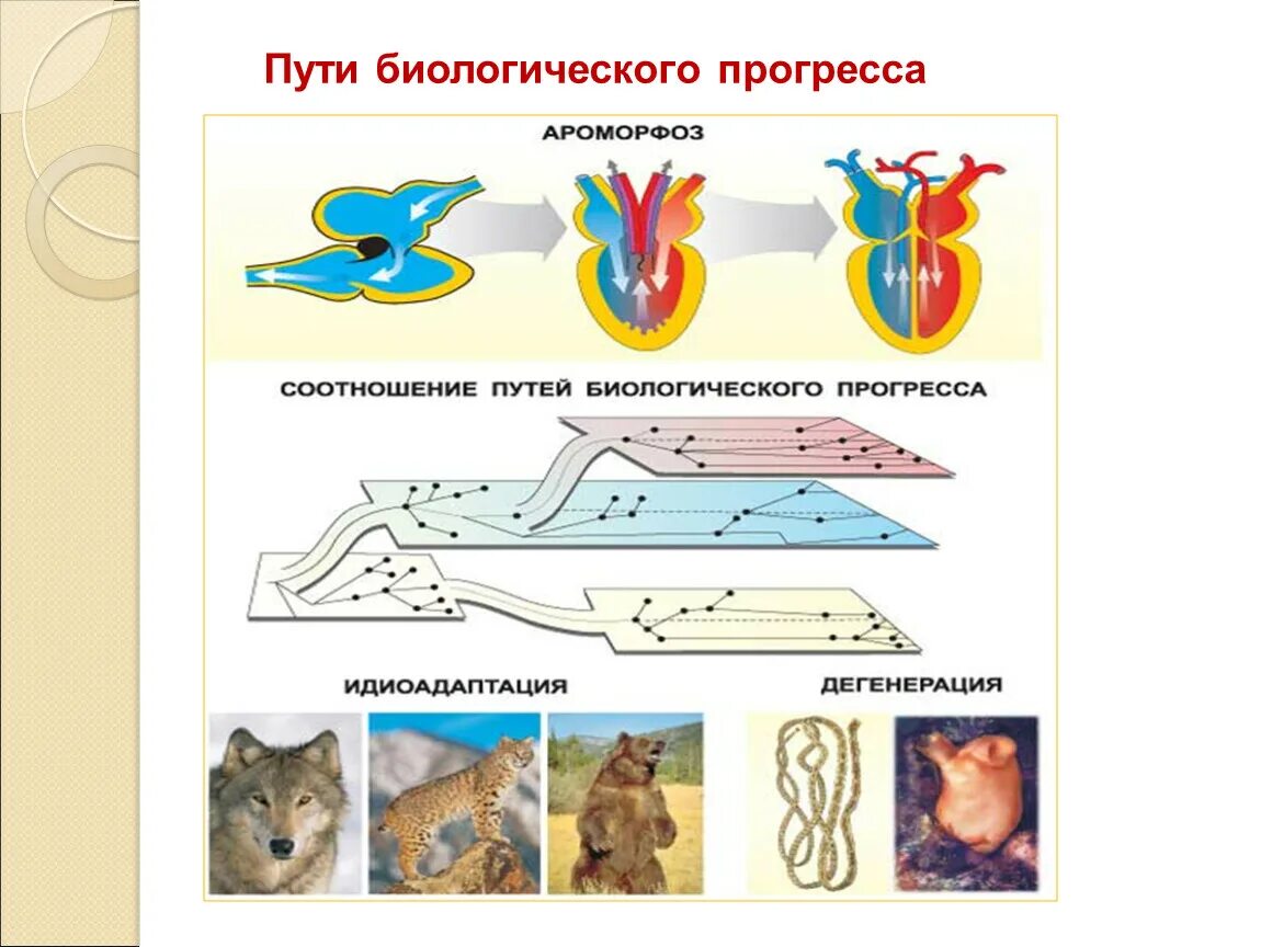 Уссурийский тигр биологический прогресс. Биологический Прогресс ароморфоз идиоадаптация дегенерация. Основные пути и направления эволюции. Пути биологического прогресса. Пути биологического прогресса ароморфоз идиоадаптация и дегенерация.