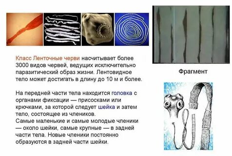 Приспособление бычьего цепня к паразитическому образу жизни