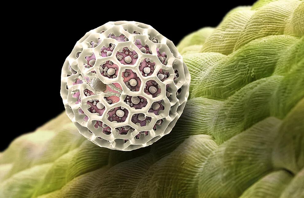 Вид под микроскопом. Удивительные вещи под микроскопом. Чипсы под микроскопом. Под микроскопом с названиями. Под микроскопом с названиями.