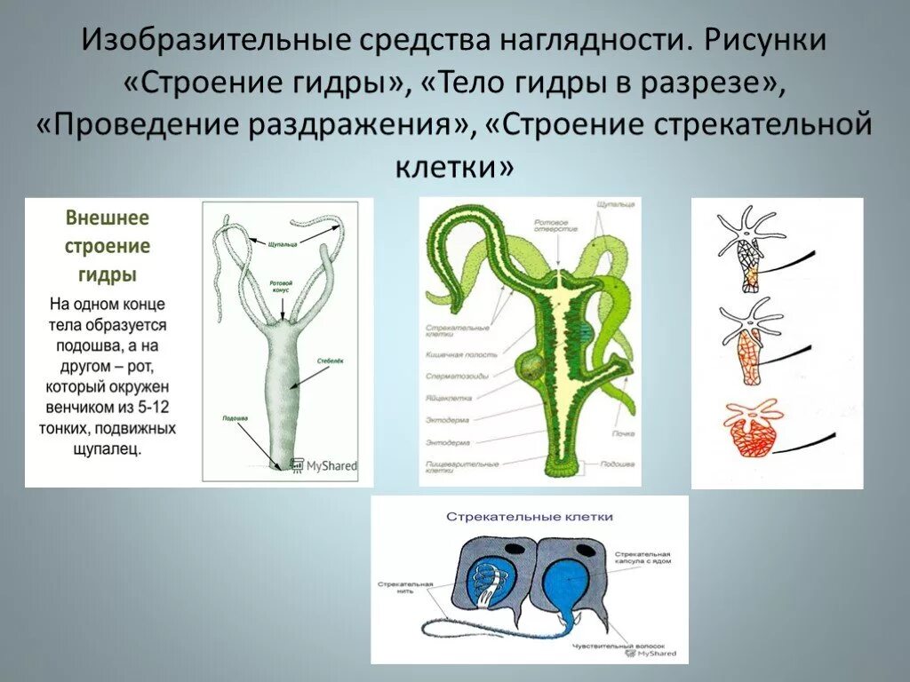 Какие клетки у кишечнополостных обеспечивают процесс регенерации. Гастральная полость гидры. Гидра Пресноводная строение. Клеточное строение гидры пресноводной. Пресноводная гидра внешнее и внутреннее строение.