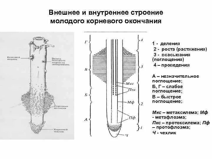 Строение молодого корня. Строение внешнего и внутреннего строения корня. Корень растения строение внешнее и внутреннее. Строение корня 6 класс биология. Внешнее и внутренне строение корня.