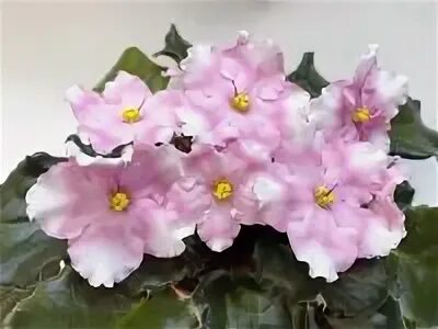 Фиалка р. Фиалка р. Фиалкус. Р-её парень фиалка. Фиалка персиковый сад.