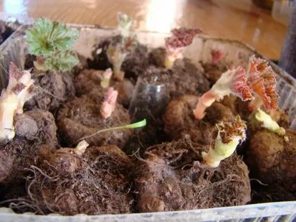 Бегония клубневая выращивание в горшке