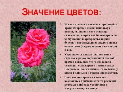19 цветов значение