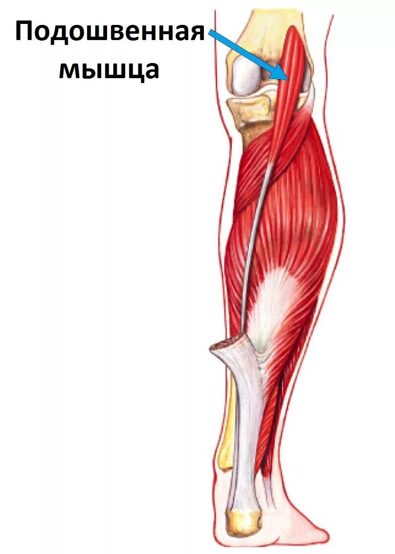 Почему болят сухожилия на ногах. Задняя группа мышц голени подошвенная. Подошвенная мышца голени функции. Подошвенная мышца (m. plantaris). Сухожилие задней большеберцовой мышцы анатомия.