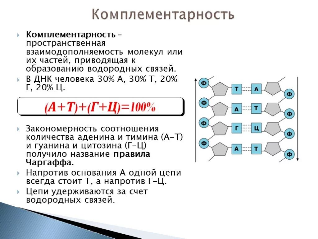 Комплементарность ДНК. Комплементарность нуклеотидов ДНК И РНК. Правило комплементарности нуклеотидов. Принцип комплементарности нуклеотидов.