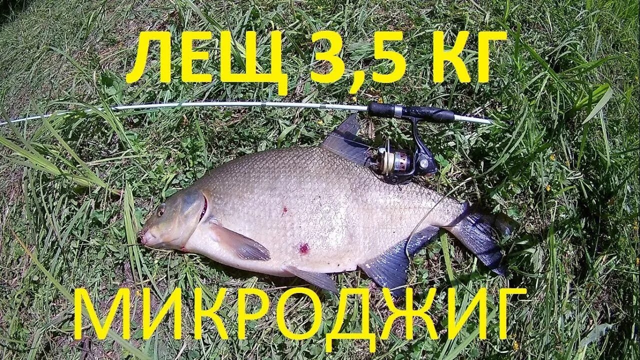 Лещ 5 кг. Лещ 6 кг. трофейный лещ. лещ на микроджиг.