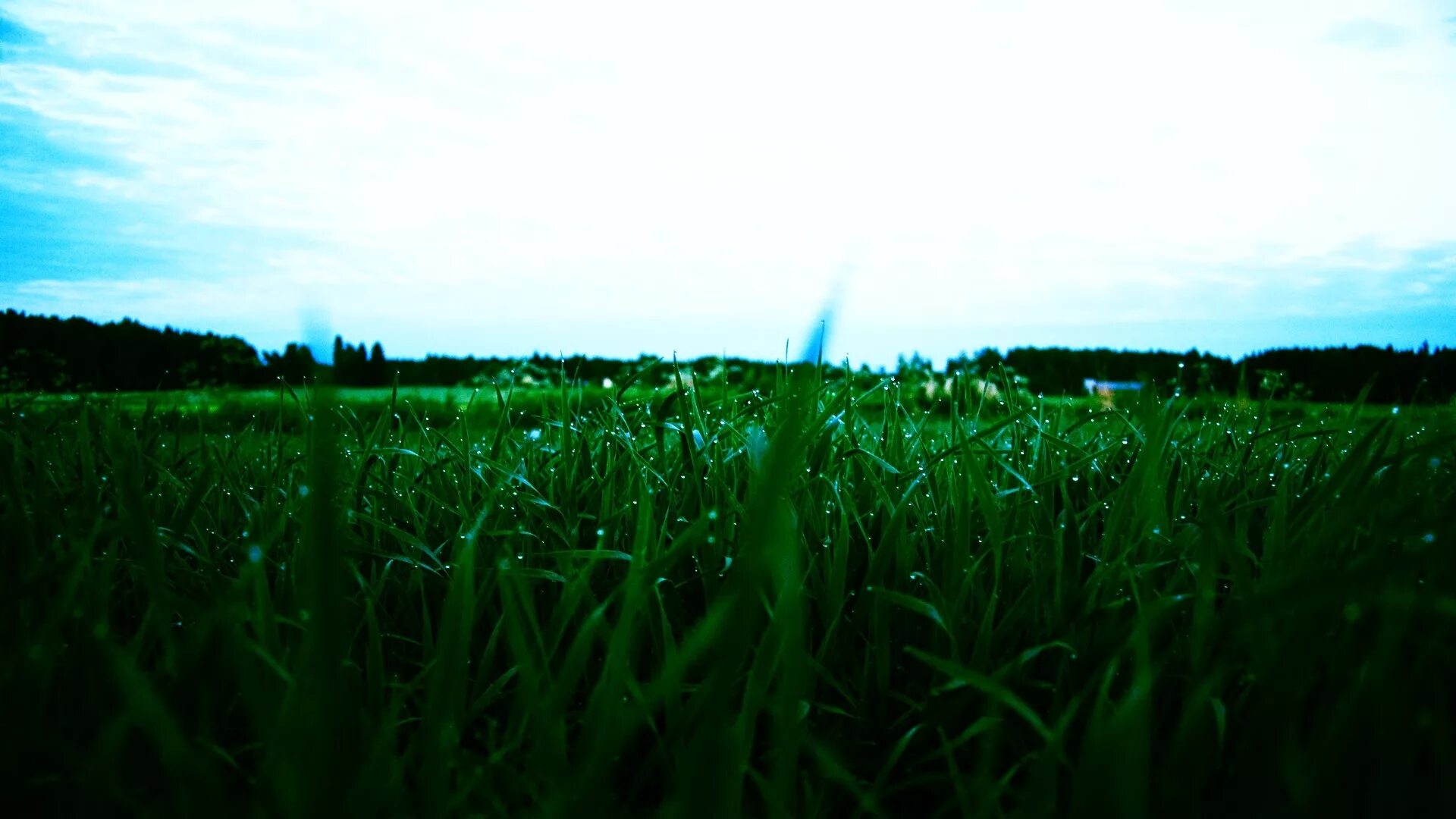 Трава и небо. Травяное поле. Пейзаж зеленая трава.