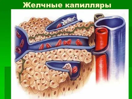 Желчные капилляры печени