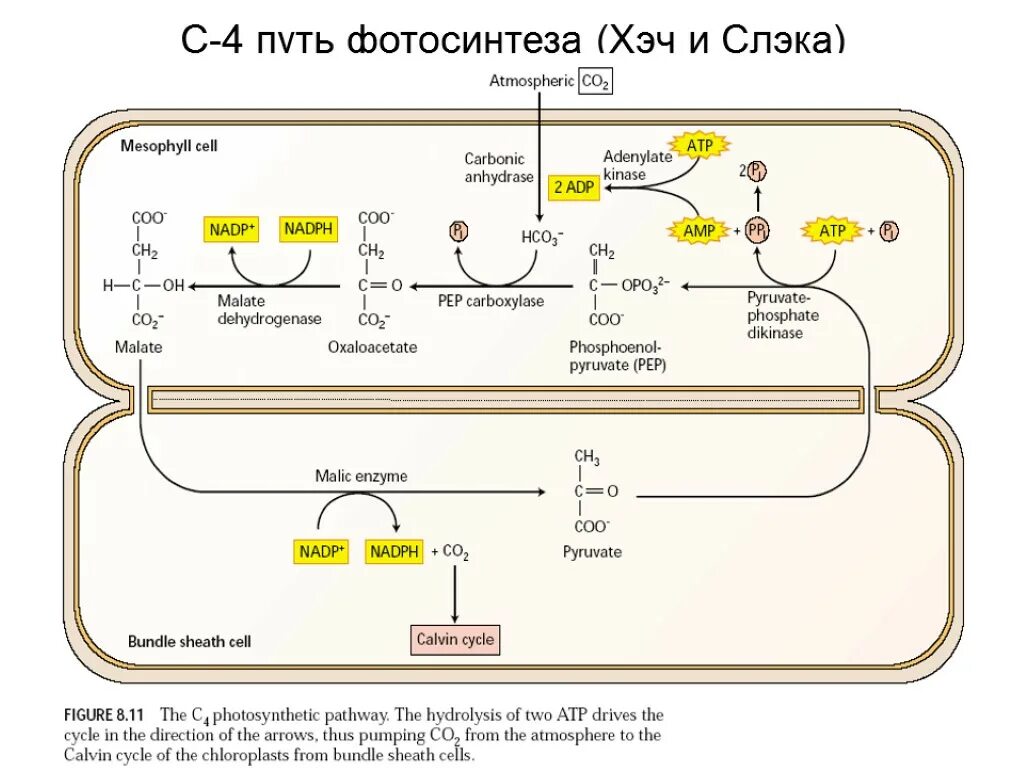 Co2 h2o фотосинтез. Фотосинтез с4 путь хэтча Слэка. С4-путь фотосинтеза (цикл хетча — Слэка). С4-фотосинтез и цикл хэтча-Слэка. Цикл с4 пути фотосинтеза.