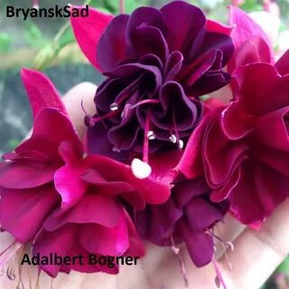 Фуксия адальберт