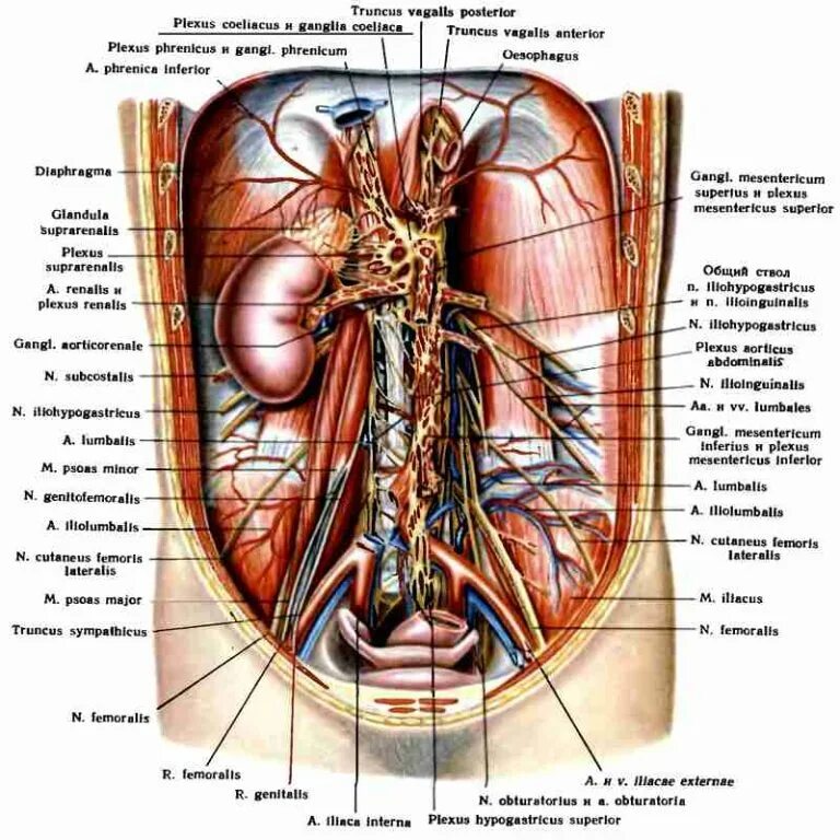 Анатомия человека солнечное сплетение. Топографическая анатомия нервов забрюшинного пространства. Анатомия человека внутренние органы солнечное сплетение. Солнечное сплетение у человека фото анатомия.