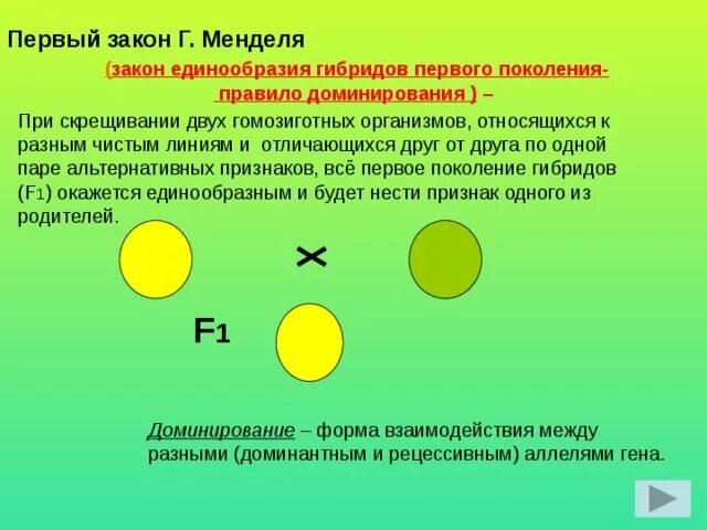 Правило единообразия гибридов первого поколения. Правило единообразия – 1 закон Менделя.. Правило единообразия гибридов 1 поколения. Первый закон Менделя закон единообразия гибридов первого поколения. Моногибридное скрещивание чистых линий