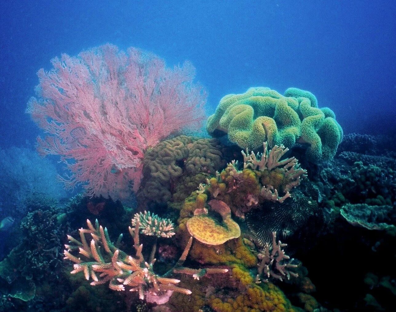 Где риф. Большой Барьерный риф коралловые полипы. Мозговик коралл Кишечнополостные. Риф коралловый 54546. Мезоамериканский Барьерный риф.