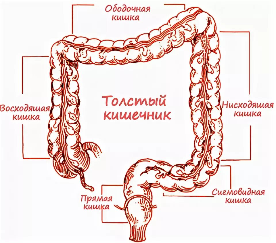 Расширение петель кишечника. Отделы толстой кишки анатомия человека. Отделы Толстого кишечника ободочная кишка. Строение Толстого отдела кишечника. Отделы Толстого кишечника рисунок.