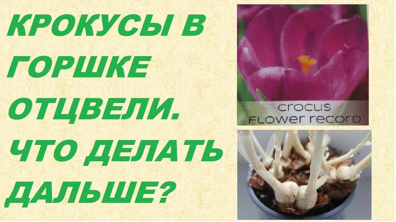 Как жить после крокуса. Крокусы отцвели в горшке что делать дальше. Крокус отцвел в горшке что делать дальше в домашних условиях. Крокусы дома в горшке отцвели что делать. Что делать с крокусами после цветения.