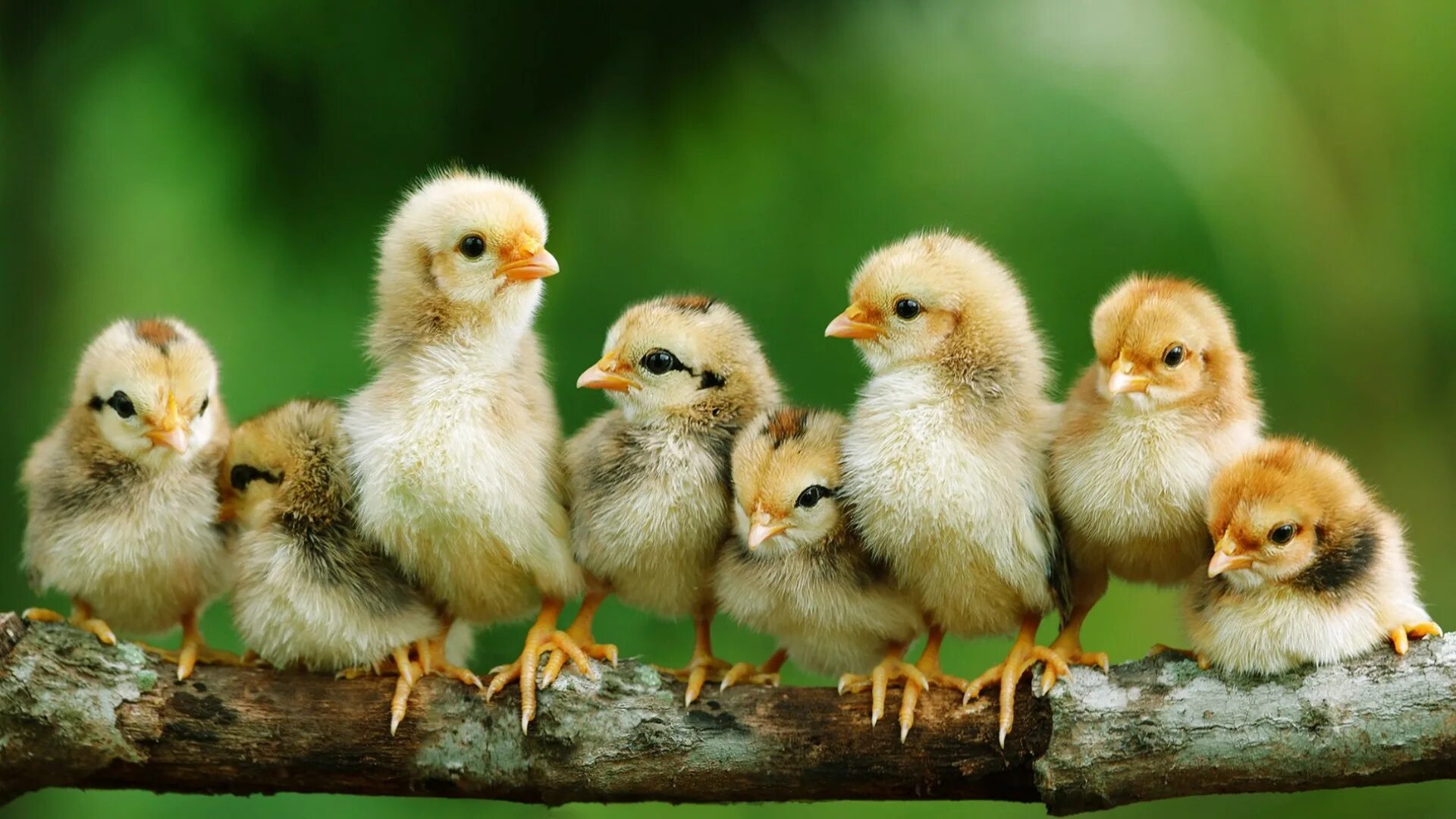 К чему снятся цыплята женщине живые маленькие. Цыплята домашние. Маленькие цыплята. Красивые домашние птицы. Много цыплят.
