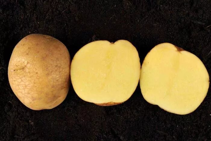 Венета картофель характеристика отзывы. Сорт картофеля Венета. Картошка сорт Винета. Сорт Венета.