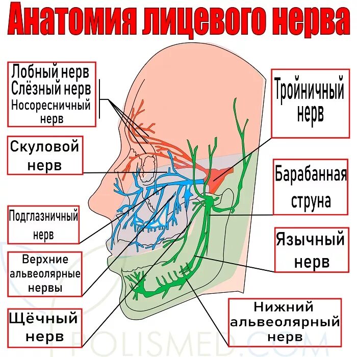Воспаление тройничного лицевого нерва. Неврит лицевого нерва и тройничного нерва. Воспаление лицевых нервов. Лицевой нерв и тройничный нерв. Воспаление нерва можно ли греть